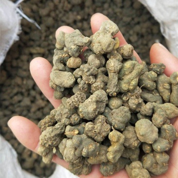 天葵子,千年老鼠屎,地丁子,金耗子屎,现货