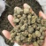 天葵子,千年老鼠屎,地丁子,金耗子屎,现货
