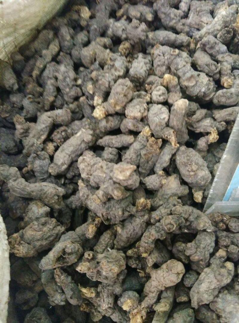 天葵子，千年老鼠屎，地丁子，金耗子屎，现货
