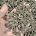 天葵子,千年老鼠屎,地丁子,金耗子屎,现货