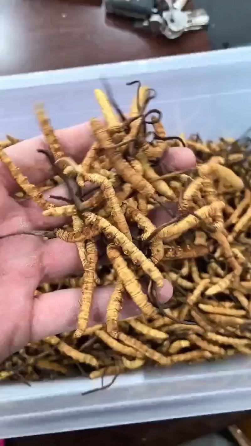天葵子，千年老鼠屎，地丁子，金耗子屎，现货
