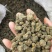 天葵子,千年老鼠屎,地丁子,金耗子屎,现货