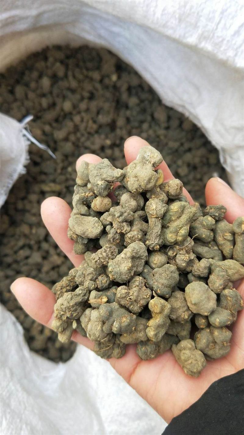 天葵子，千年老鼠屎，地丁子，金耗子屎，现货