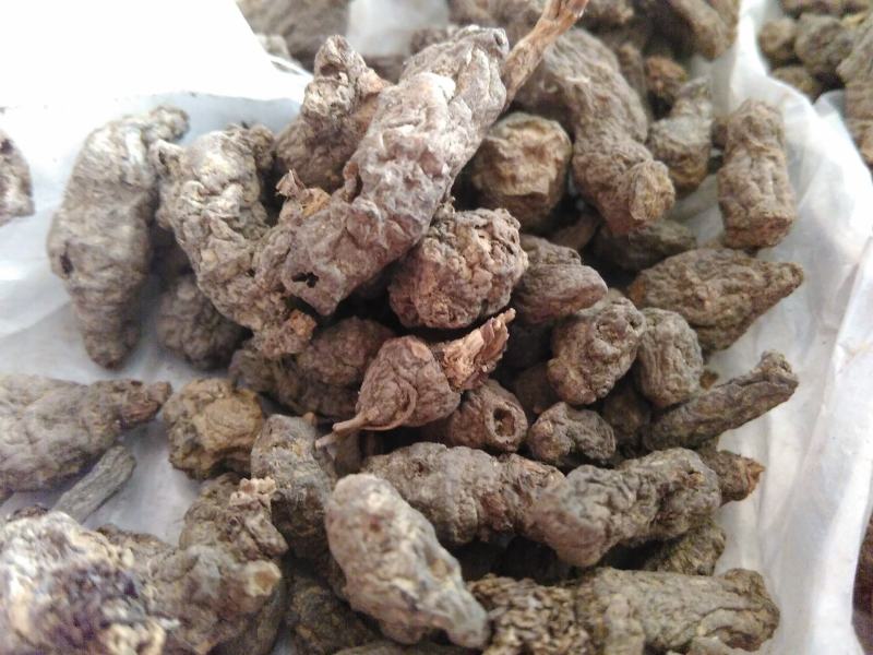 天葵子，千年老鼠屎，地丁子，金耗子屎，现货