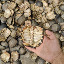 甲鱼壳、血鳖甲,鳖甲