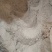 长白山鹿托盘粉，鹿角帽粉，产地直发