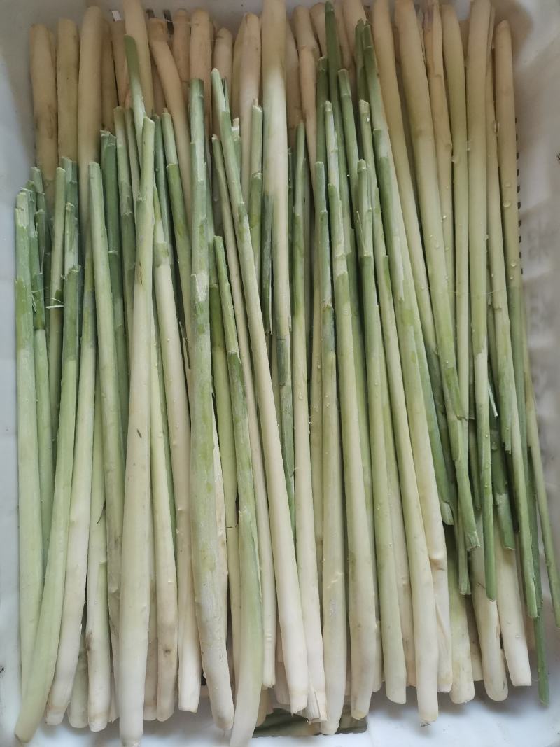 香茅草：柠檬香茅食用香料绿色保健、护肤，基地直供欢迎订购。