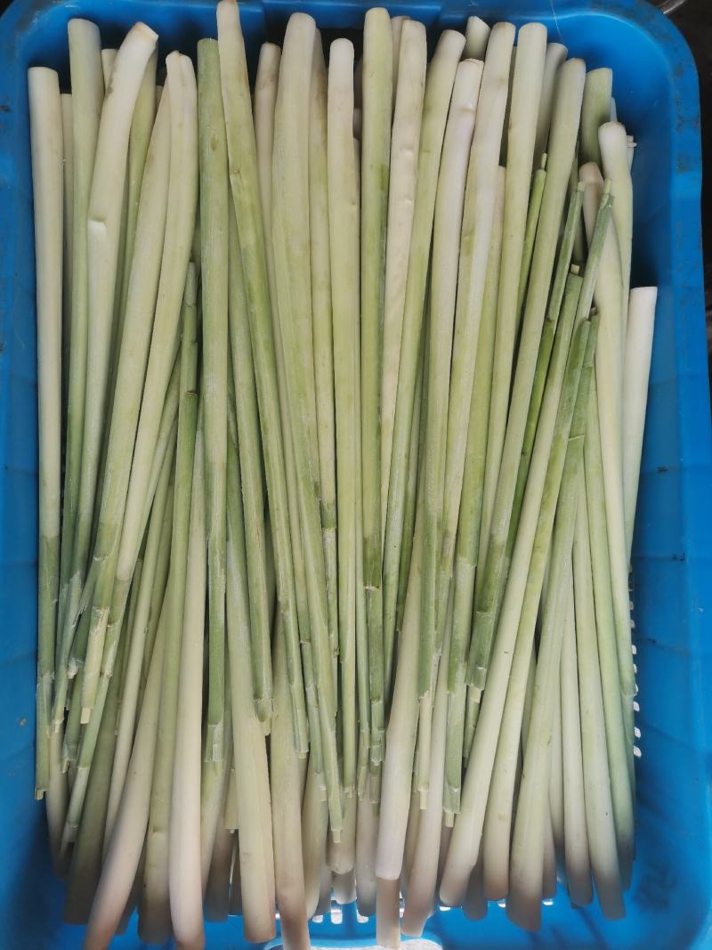 香茅草：柠檬香茅食用香料绿色保健、护肤，基地直供欢迎订购。