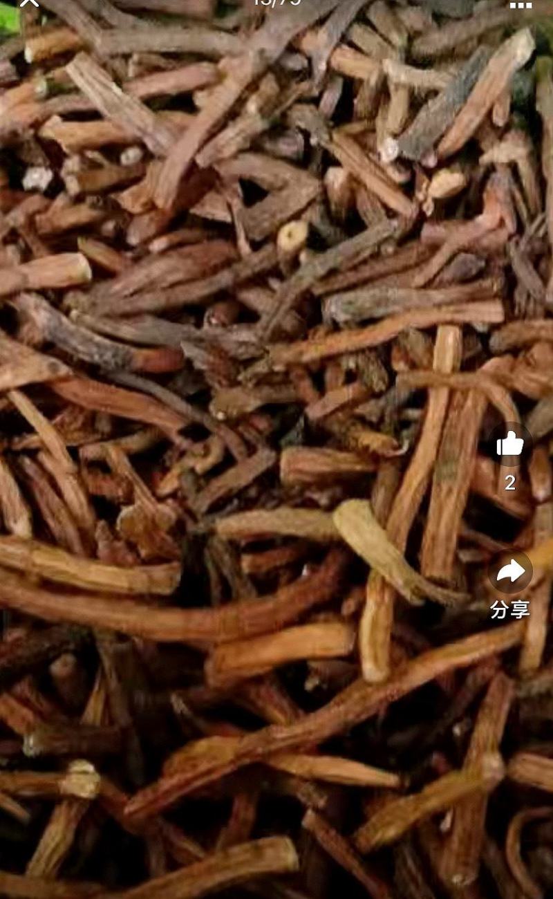 蒲公英根野生蒲公英根炒制所见所得实拍