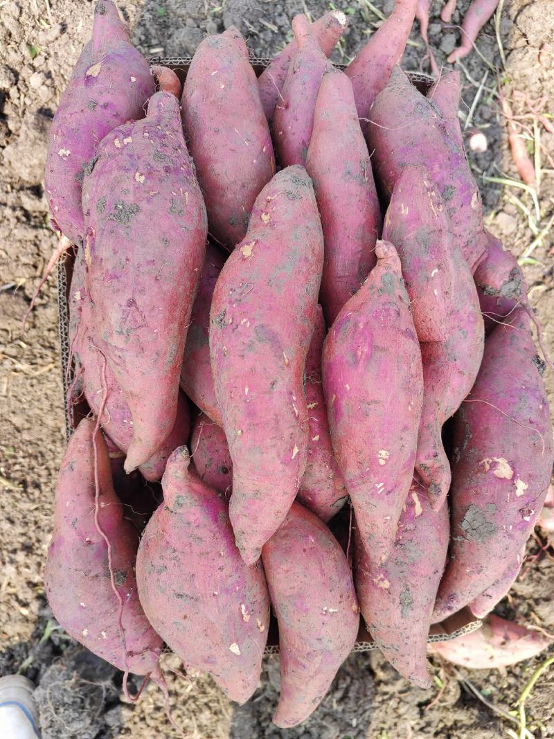 安徽万亩黑土地麦茬西瓜红红薯出土直发品质有保证