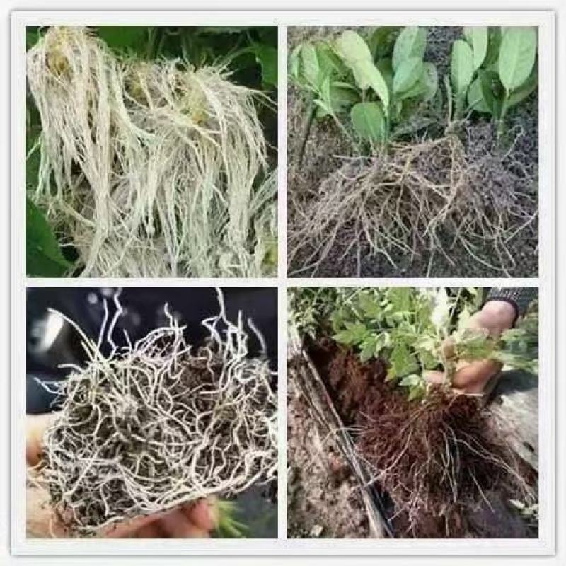 根旺达20亿活型微生物菌剂*三天爆根*不含激素