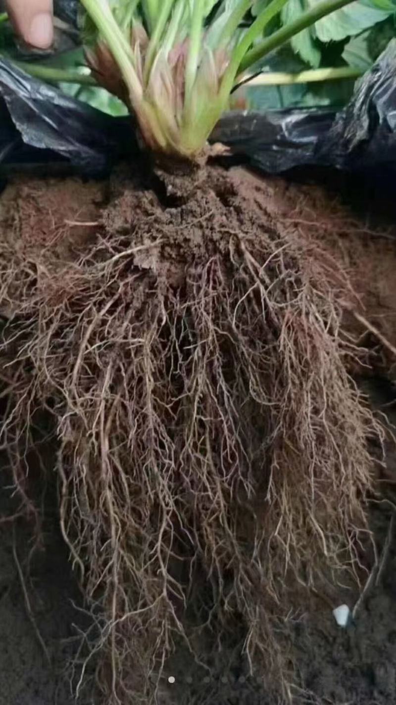 根旺达20亿活型微生物菌剂*三天爆根*不含激素