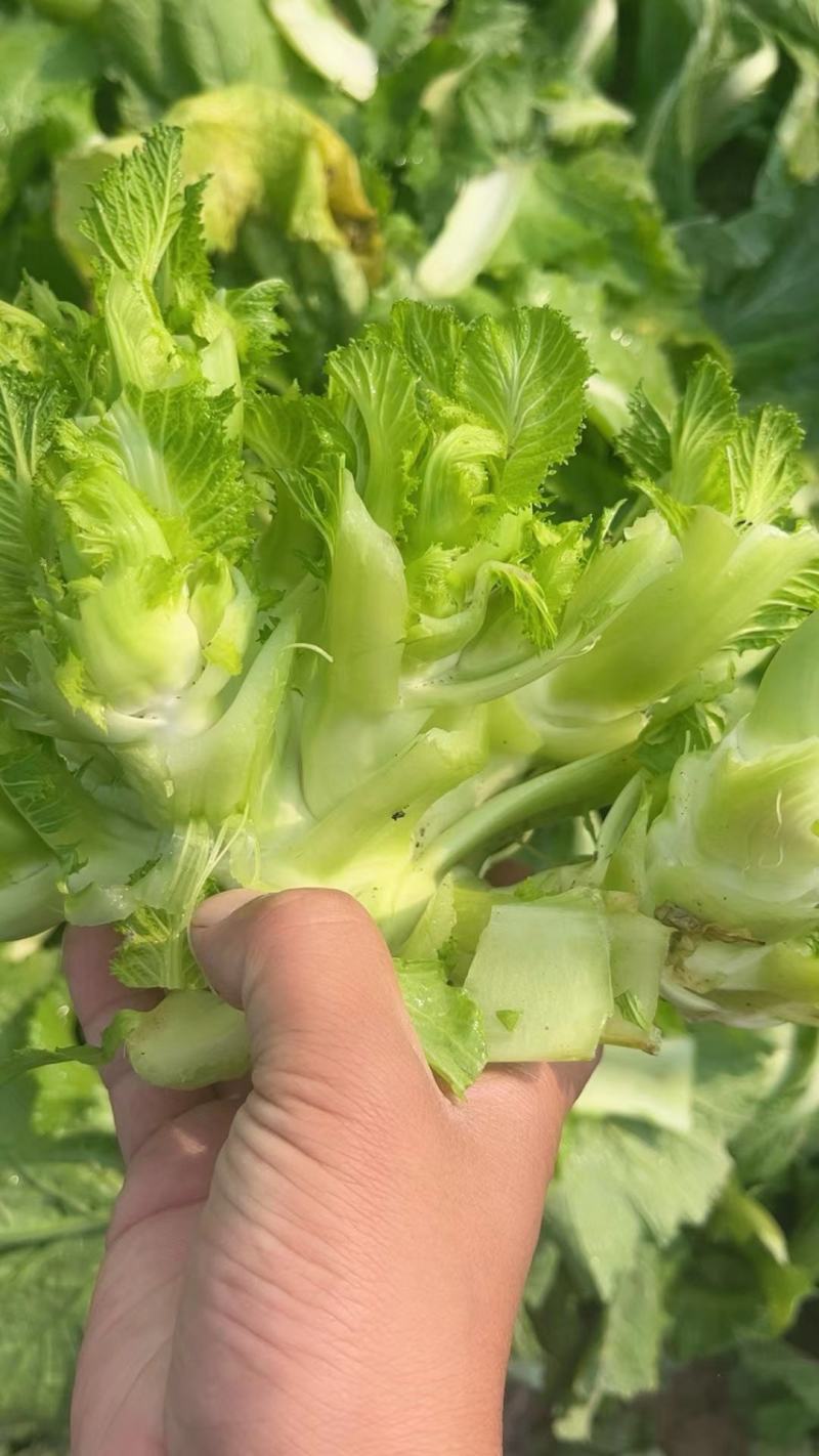 精品儿菜，万亩产地，对接电商平台市场供应，