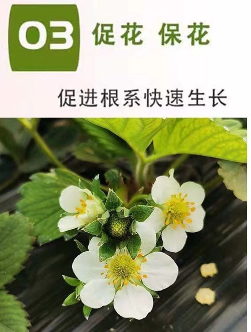 草莓专用肥高钾高钙桶装草莓生根壮苗膨果着色农用有机冲施肥