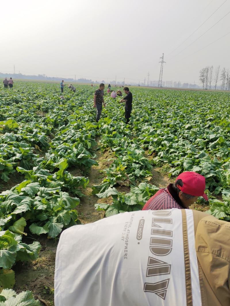 精品儿菜万亩基地，对接电商平台市场，供应量大，