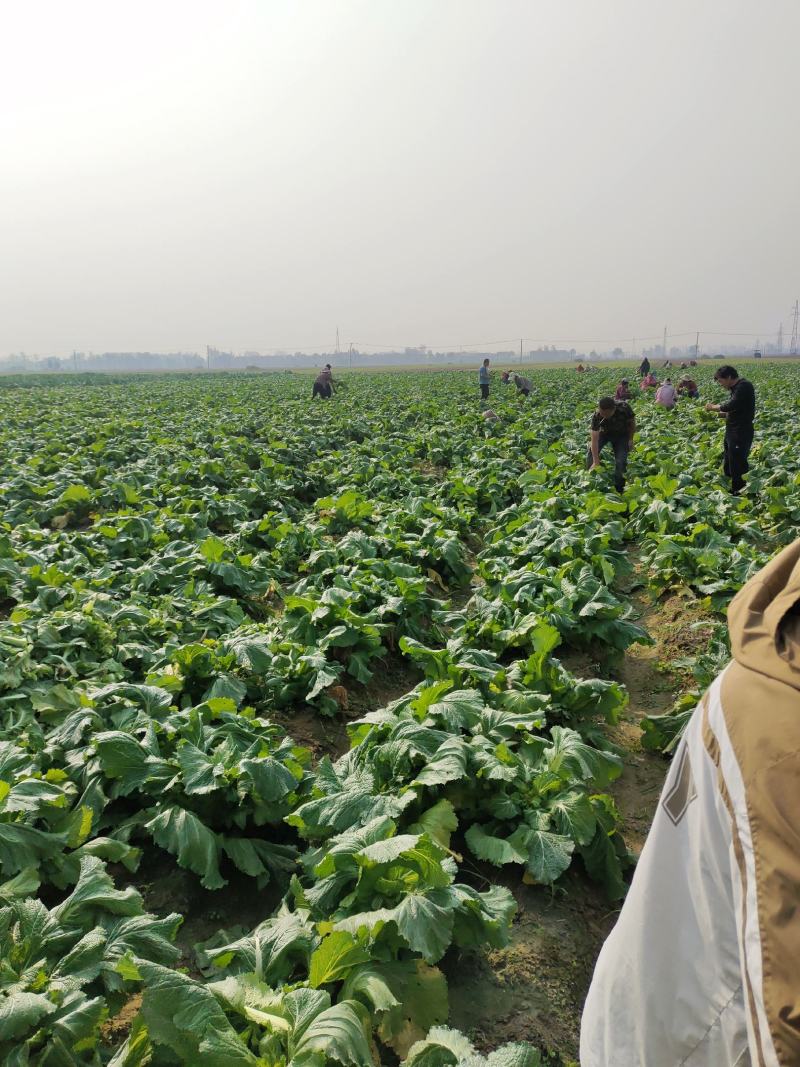 精品儿菜万亩基地，对接电商平台市场，供应量大，