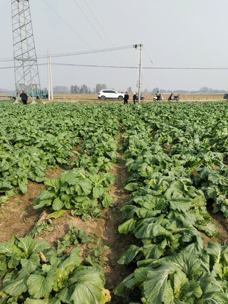 精品儿菜万亩基地，对接电商平台市场，供应量大，