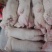 猪蹄和寸排