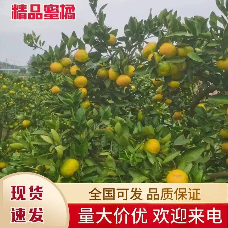 精品蜜橘湖南蜜橘柑橘现摘现发代发全国量大从优质量欢迎咨询