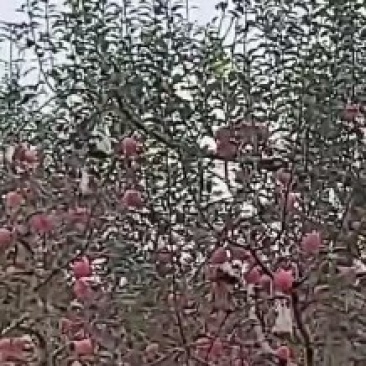 陕西铜川现摘精品红富士条纹红片红大量供货