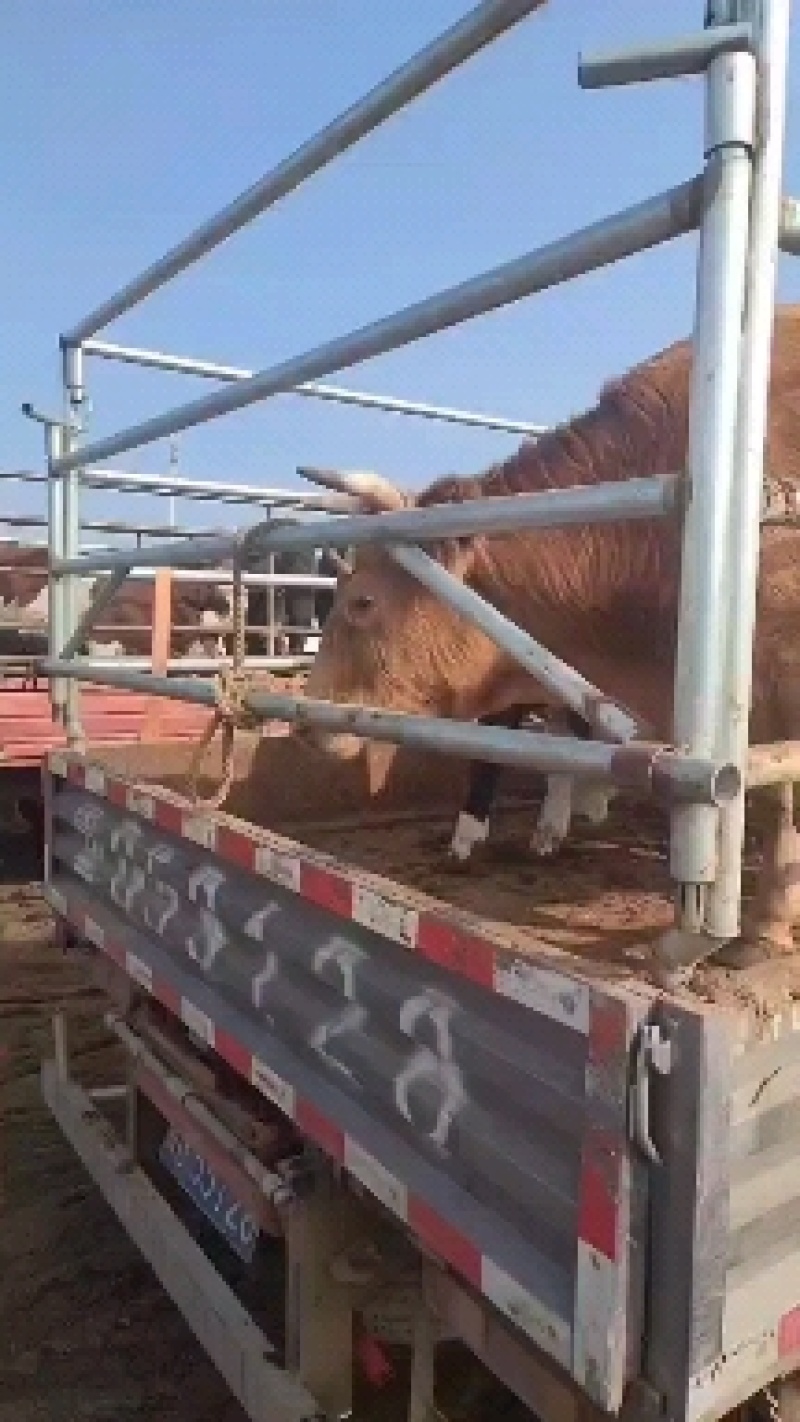 活牛