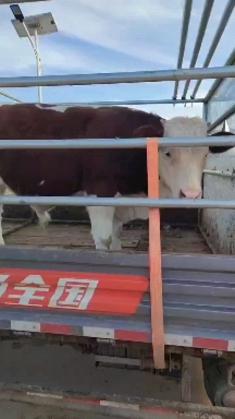 活牛