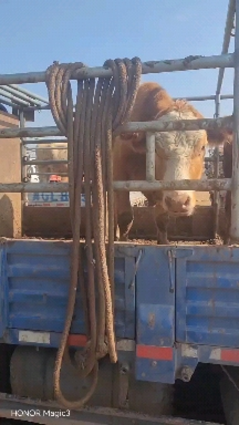 活牛