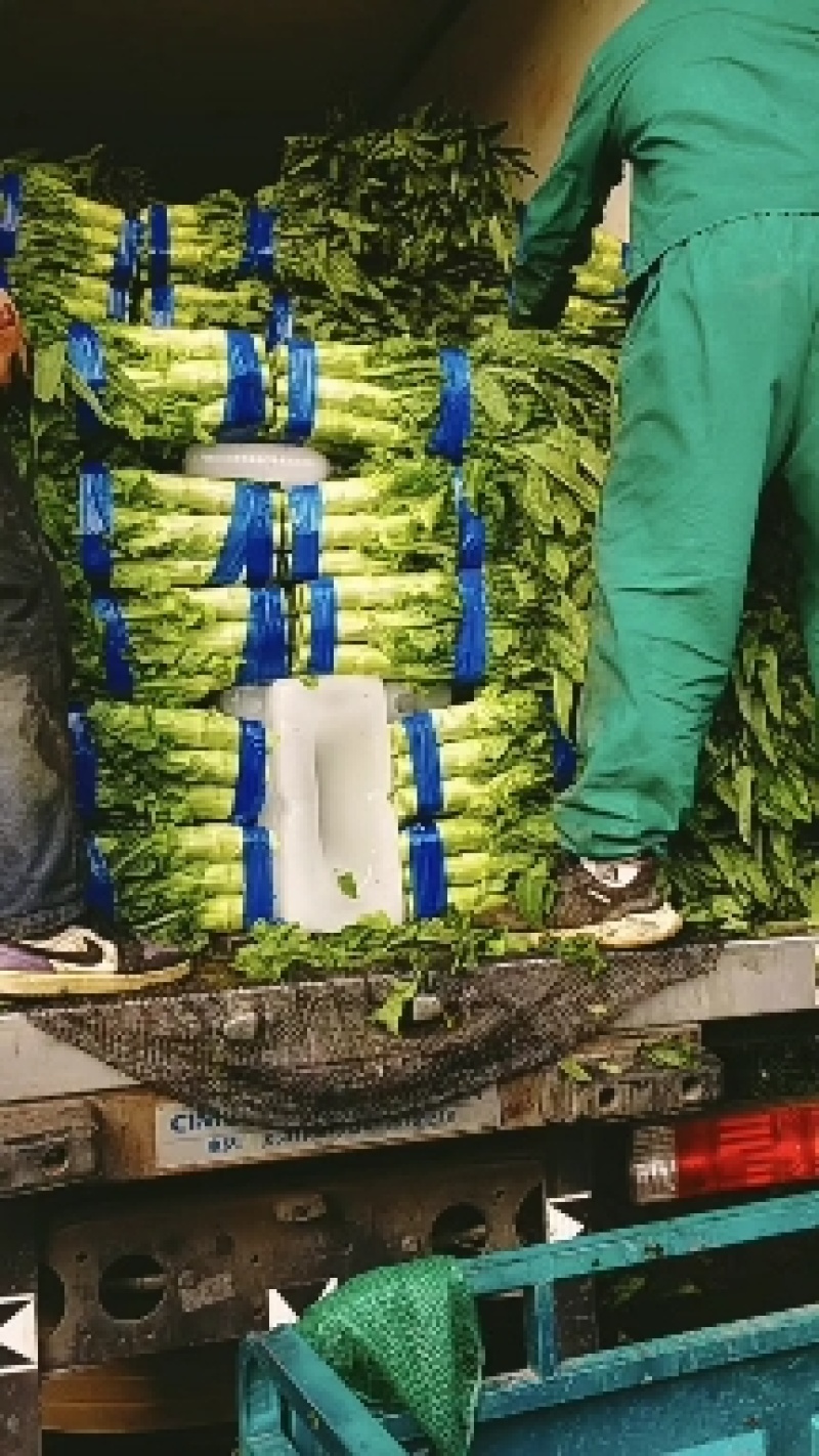 山东临沂尖叶莴笋，莴苣，青皮青肉，产地直销。