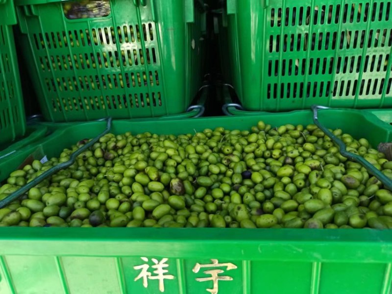 精品油橄榄果