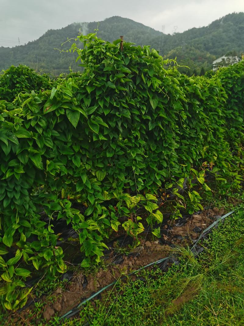 文成糯米山药