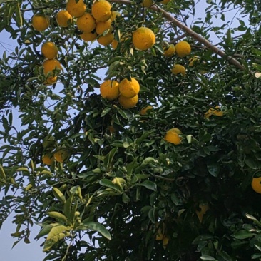 香橼果