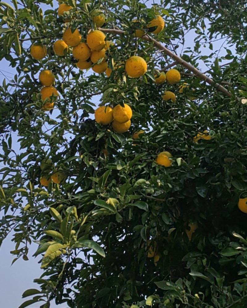 香橼果