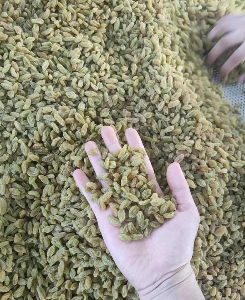 新疆绿葡萄干中大颗粒货源充足对接商超电商批发商