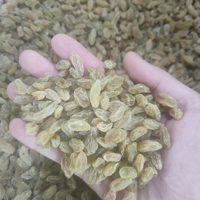 新疆绿葡萄干中大颗粒货源充足对接商超电商批发商