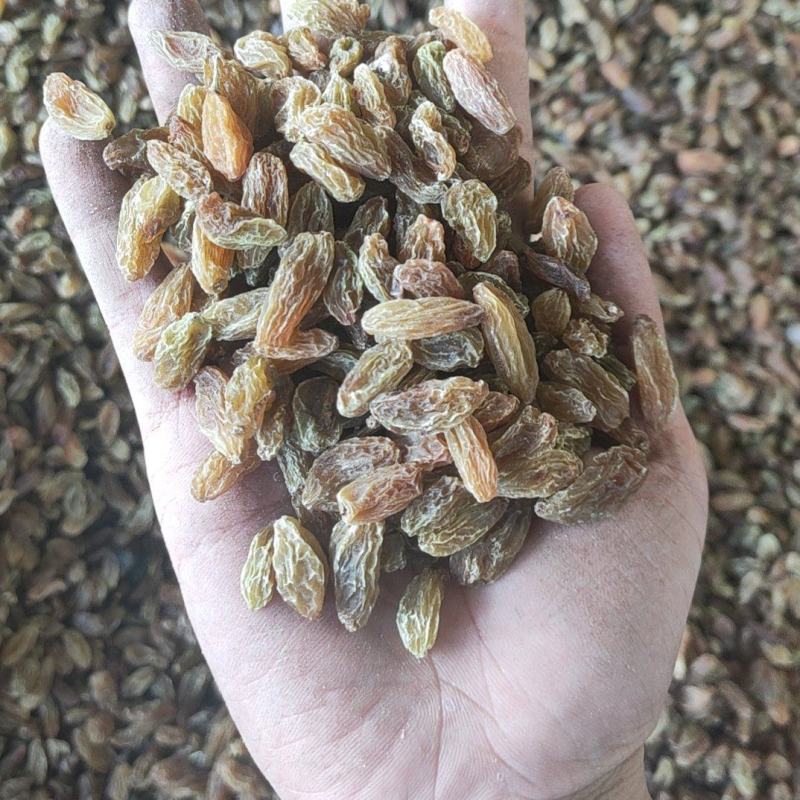 新疆绿葡萄干中大颗粒货源充足对接商超电商批发商