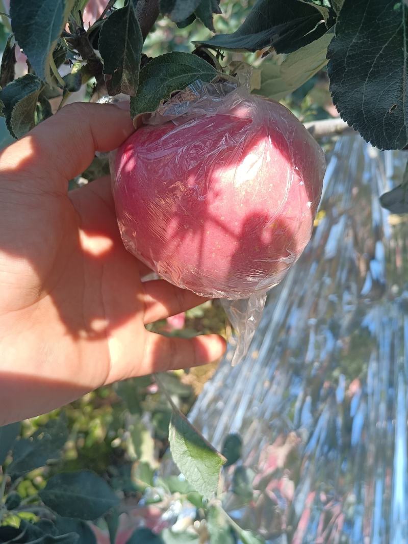 纸+膜红富士大量供应中品质上乘诚信经营欢迎来电咨询洽谈