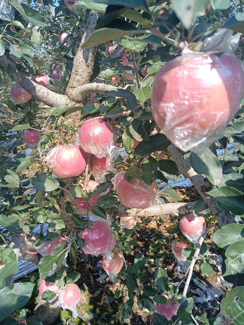 纸+膜红富士大量供应中品质上乘诚信经营欢迎来电咨询洽谈