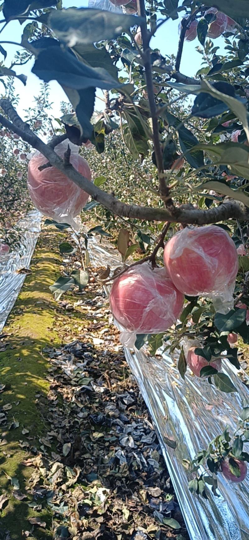 纸+膜红富士大量供应中品质上乘诚信经营欢迎来电咨询洽谈