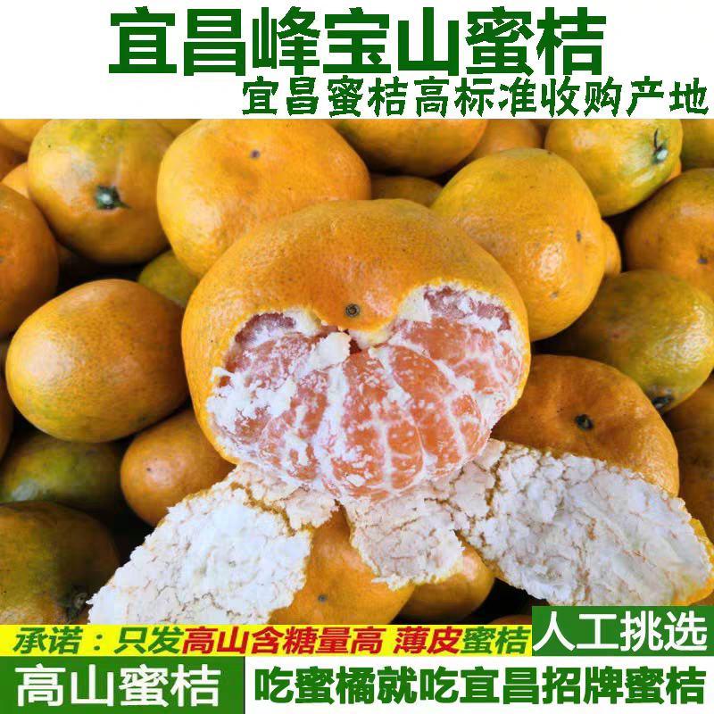 精品蜜橘柑桔柑橘蜜桔24小时在线欢迎咨询订购。