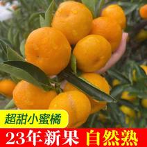 沙糖桔小叶橘产地一手货源保质保量价格便宜欢迎订购