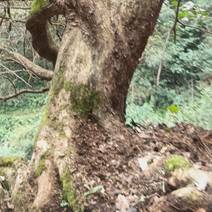 广西全州古老赤楠树出售