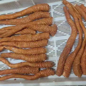 肥肠全熟卤肥肠头鲜货卤制干净无油现货批发