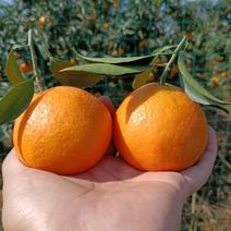四川蒲江高山爱媛果冻橙，大量上市中，品质保证，欢迎采购