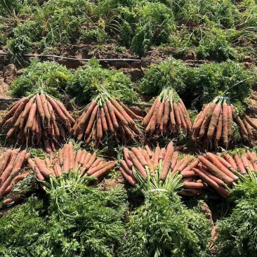 陕西称杆红萝卜，带樱上车，不带樱上车，大量土萝卜供应