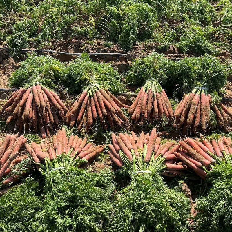陕西称杆红萝卜，带樱上车，不带樱上车，大量土萝卜供应
