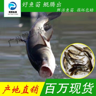 鲲腾水产花鲢鱼苗大头鱼苗雄鱼苗鳙鱼苗胖头鱼苗