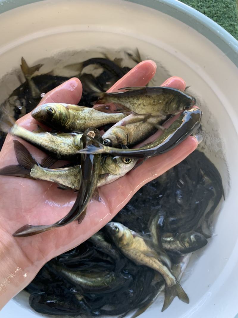 鲲腾水产花鲢鱼苗大头鱼苗雄鱼苗鳙鱼苗胖头鱼苗