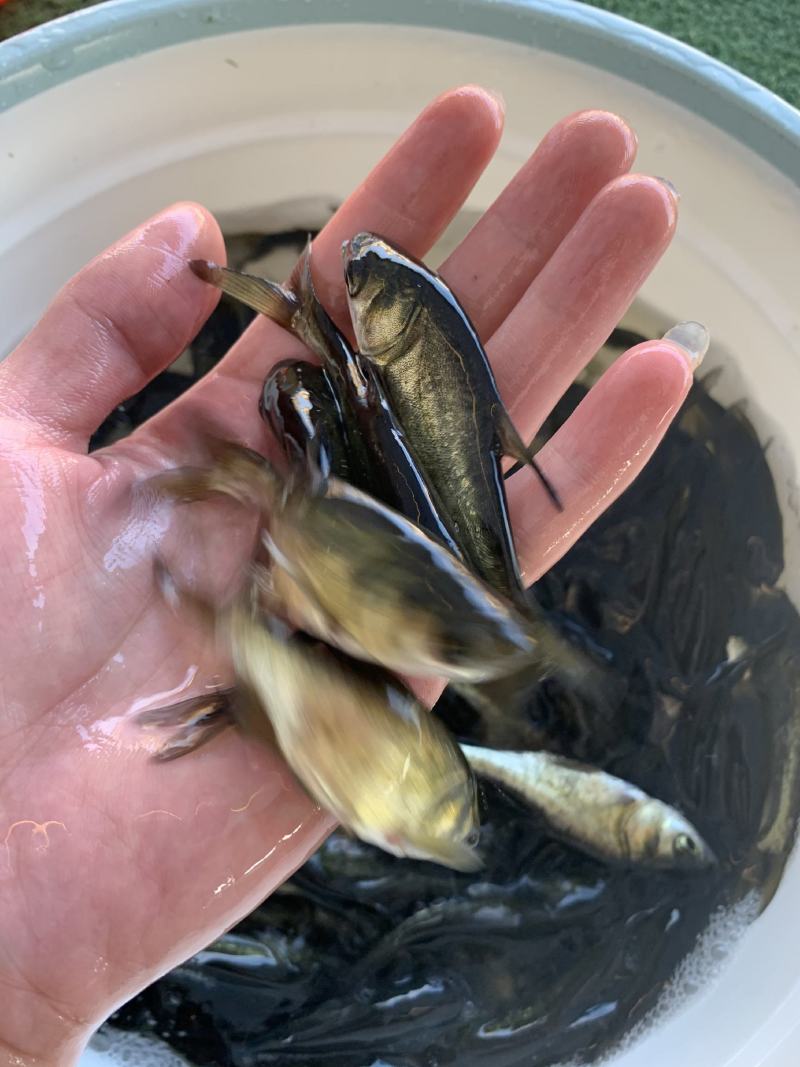 鲲腾水产花鲢鱼苗大头鱼苗雄鱼苗鳙鱼苗胖头鱼苗