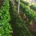 临沂市沂水县芹菜