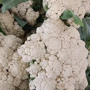 精品花菜，花菜大量上市，质量保证，货源充足